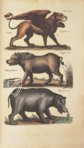 Historia Naturalis: De Quadrupedibus – Siloé, arte y bibliofilia – Private Collection