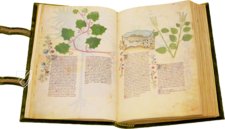 Historia Plantarum – Franco Cosimo Panini Editore – Ms. 459 – Biblioteca Casanatense (Rome, Italy)