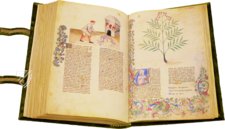 Historia Plantarum – Franco Cosimo Panini Editore – Ms. 459 – Biblioteca Casanatense (Rome, Italy)