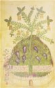 Historia Plantarum – Franco Cosimo Panini Editore – Ms. 459 – Biblioteca Casanatense (Rome, Italy)