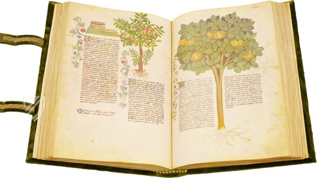 Historia Plantarum – Ms. 459 – Biblioteca Casanatense (Rome, Italy) Facsimile Edition