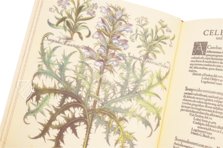 Hortus Eystettensis – Aboca Museum – SJ II 2892-2894 – Universitätsbibliothek (Eichstätt, Germany)