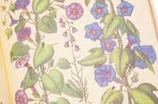 Hortus Eystettensis – Aboca Museum – SJ II 2892-2894 – Universitätsbibliothek Eichstätt-Ingolstadt (Eichstätt, Germany)