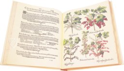 Hortus Eystettensis – Aboca Museum – SJ II 2892-2894 – Universitätsbibliothek Eichstätt-Ingolstadt (Eichstätt, Germany)