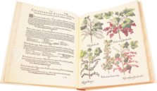 Hortus Eystettensis – Aboca Museum – SJ II 2892-2894 – Universitätsbibliothek Eichstätt-Ingolstadt (Eichstätt, Germany)