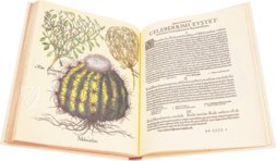 Hortus Eystettensis – Aboca Museum – SJ II 2892-2894 – Universitätsbibliothek Eichstätt-Ingolstadt (Eichstätt, Germany)