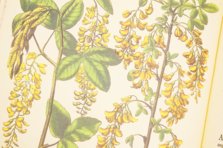 Hortus Eystettensis – Aboca Museum – SJ II 2892-2894 – Universitätsbibliothek Eichstätt-Ingolstadt (Eichstätt, Germany)