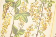 Hortus Eystettensis – Aboca Museum – SJ II 2892-2894 – Universitätsbibliothek Eichstätt-Ingolstadt (Eichstätt, Germany)