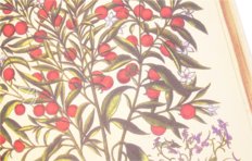 Hortus Eystettensis – Aboca Museum – SJ II 2892-2894 – Universitätsbibliothek Eichstätt-Ingolstadt (Eichstätt, Germany)