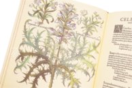 Hortus Eystettensis – Aboca Museum – SJ II 2892-2894 – Universitätsbibliothek Eichstätt-Ingolstadt (Eichstätt, Germany)