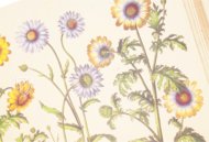 Hortus Eystettensis – Aboca Museum – SJ II 2892-2894 – Universitätsbibliothek Eichstätt-Ingolstadt (Eichstätt, Germany)