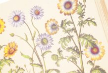 Hortus Eystettensis – Aboca Museum – SJ II 2892-2894 – Universitätsbibliothek Eichstätt-Ingolstadt (Eichstätt, Germany)