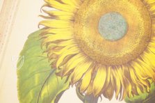 Hortus Eystettensis – Aboca Museum – SJ II 2892-2894 – Universitätsbibliothek Eichstätt-Ingolstadt (Eichstätt, Germany)