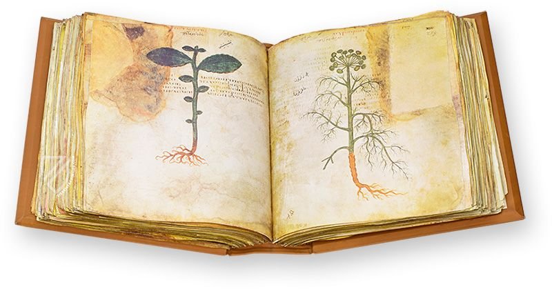 Late Antique medical knowledge (Vienna Dioscorides, Istanbul, Turkey — ca. 512)