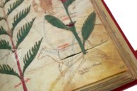 Latin Dioscorides – Testimonio Compañía Editorial – Chig. F. VII. 158 – Biblioteca Apostolica Vaticana (Vatican City, State of the Vatican City)