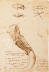 Leonardo da Vinci: Codex on the Flight of Birds – Giunti Editore – Ms Varia 95 – Biblioteca Reale di Torino (Turin, Italy)
