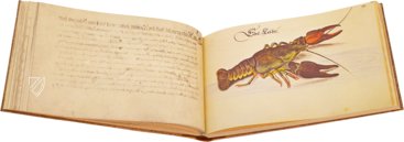 Leonhard Baldner: Book on Fishes, Birds, and Mammals – Müller & Schindler – 2° Ms. phys. et hist. nat. – Universitätsbibliothek Kassel (Kassel, Germany)
