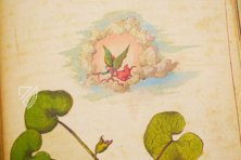 Mattioli’s Dioscorides Illustrated by Cibo – M. Moleiro Editor – Additional 22332 – British Library (London, United Kingdom)