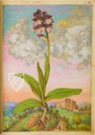 Mattioli’s Dioscorides Illustrated by Cibo – M. Moleiro Editor – Additional 22332 – British Library (London, United Kingdom)