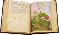 Mattioli’s Dioscorides Illustrated by Cibo – M. Moleiro Editor – Additional 22332 – British Library (London, United Kingdom)