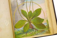 Mattioli’s Dioscorides Illustrated by Cibo – M. Moleiro Editor – Additional 22332 – British Library (London, United Kingdom)