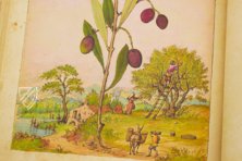 Mattioli’s Dioscorides Illustrated by Cibo – M. Moleiro Editor – Additional 22332 – British Library (London, United Kingdom)