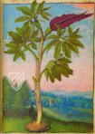 Mattioli’s Dioscorides Illustrated by Cibo – M. Moleiro Editor – Additional 22332 – British Library (London, United Kingdom)