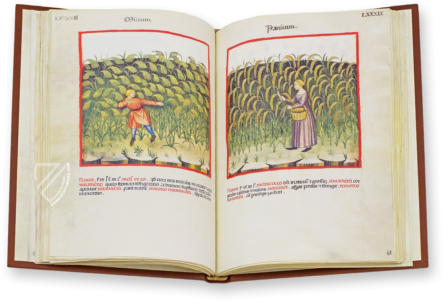 Millet (milium) and foxtail millet (panicum) in the Theatrum Sanitatis Millet (milium) and foxtail millet (panicum) in the Theatrum Sanitatis