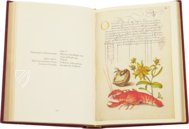 Model Book of Calligraphy – Faksimile Verlag – Ms. 20 (86. MV. 527) – Getty Museum (Los Angeles, USA)