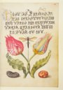 Model Book of Calligraphy β Faksimile Verlag β Ms. 20 (86. MV. 527) β J. Paul Getty Museum (Los Angeles, USA) Model Book of Calligraphy β Faksimile Verlag β Ms. 20 (86. MV. 527) β J. Paul Getty Museum (Los Angeles, USA)