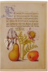 Model Book of Calligraphy β Faksimile Verlag β Ms. 20 (86. MV. 527) β J. Paul Getty Museum (Los Angeles, USA) Model Book of Calligraphy β Faksimile Verlag β Ms. 20 (86. MV. 527) β J. Paul Getty Museum (Los Angeles, USA)