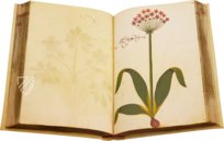 Natural History Atlas of Philip II - Pomar Codex – Ms. 9 – Biblioteca General e Histórica de la Universidad (Valencia, Spain) Facsimile Edition