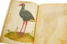 Natural History Atlas of Philip II - Pomar Codex – Vicent Garcia Editores – Ms. 9 – Biblioteca General e Histórica de la Universidad (Valencia, Spain)