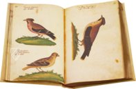 Natural History Atlas of Philip II - Pomar Codex – Vicent Garcia Editores – Ms. 9 – Biblioteca Històrica de la Universitat de València (Valencia, Spain)