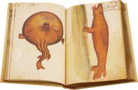 Natural History Atlas of Philip II - Pomar Codex – Vicent Garcia Editores – Ms. 9 – Biblioteca Històrica de la Universitat de València (Valencia, Spain)