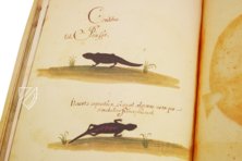 Natural History Atlas of Philip II - Pomar Codex – Vicent Garcia Editores – Ms. 9 – Biblioteca Històrica de la Universitat de València (Valencia, Spain)