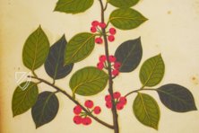 Natural History Atlas of Philip II - Pomar Codex – Vicent Garcia Editores – Ms. 9 – Biblioteca Històrica de la Universitat de València (Valencia, Spain)