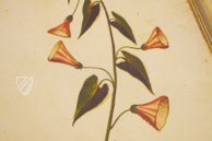 Natural History Atlas of Philip II - Pomar Codex – Vicent Garcia Editores – Ms. 9 – Biblioteca Històrica de la Universitat de València (Valencia, Spain)