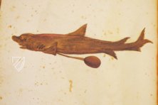 Natural History Atlas of Philip II - Pomar Codex – Vicent Garcia Editores – Ms. 9 – Biblioteca Històrica de la Universitat de València (Valencia, Spain)