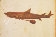 Natural History Atlas of Philip II - Pomar Codex – Vicent Garcia Editores – Ms. 9 – Biblioteca Històrica de la Universitat de València (Valencia, Spain)