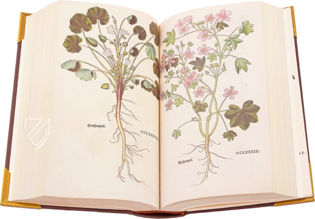 Neues Kräuterbuch - Leonhart Fuchs – Archiv Verlag – Lo I 6 – Universitätsbibliothek Basel (Basel, Switzerland)