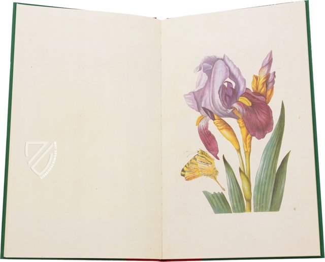 New Book of Flowers – Prestel Verlag – S.B.760 – Sächsische Landesbibliothek – Staats- und Universitätsbibliothek (Dresden, Germany)