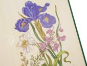 New Book of Flowers – Prestel Verlag – S.B.760 – Sächsische Landesbibliothek – Staats- und Universitätsbibliothek (Dresden, Germany)