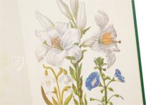 New Book of Flowers – Prestel Verlag – S.B.760 – Sächsische Landesbibliothek – Staats- und Universitätsbibliothek (Dresden, Germany)