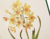 New Book of Flowers – Prestel Verlag – S.B.760 – Sächsische Landesbibliothek – Staats- und Universitätsbibliothek (Dresden, Germany)