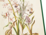 New Book of Flowers – Prestel Verlag – S.B.760 – Sächsische Landesbibliothek – Staats- und Universitätsbibliothek (Dresden, Germany)