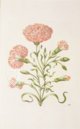 New Book of Flowers – Prestel Verlag – S.B.760 – Sächsische Landesbibliothek – Staats- und Universitätsbibliothek (Dresden, Germany)