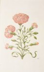 New Book of Flowers – Prestel Verlag – S.B.760 – Sächsische Landesbibliothek – Staats- und Universitätsbibliothek (Dresden, Germany)