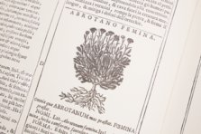 New Herbarium by Castore Durante – Biblioteca del Museo Regionale di Scienze Naturali di Torino (Turin, Italy) Facsimile Edition