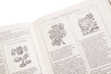 New Herbarium by Castore Durante – Priuli & Verlucca, editori – Biblioteca del Museo Regionale di Scienze Naturali di Torino (Turin, Italy)